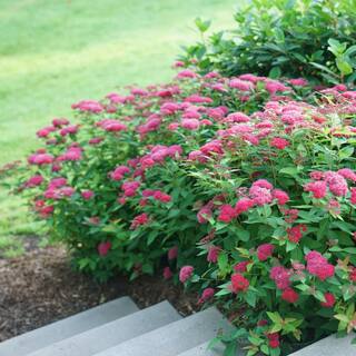 PROVEN WINNERS 2 Gal. Double Play Doozie (Spirea) Live Shrub with Pink Flowers 14737