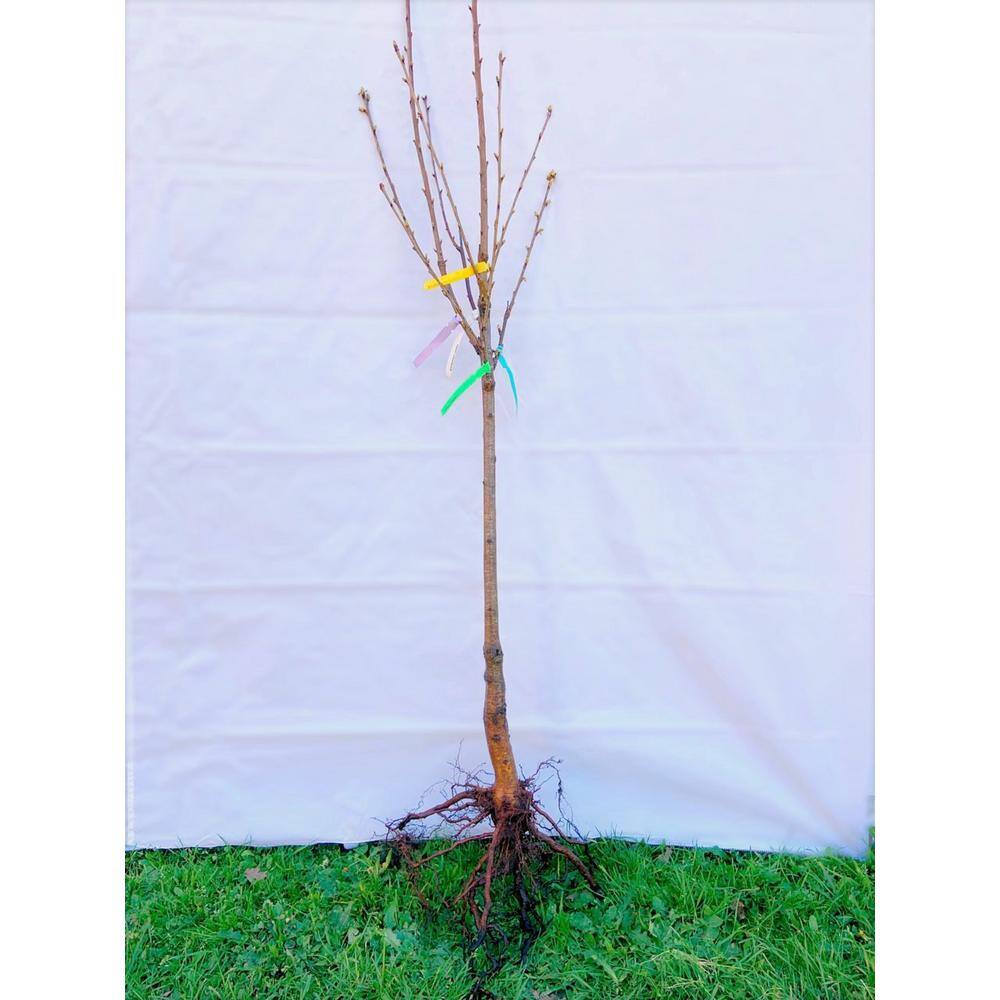 Online Orchards 4-in-1 Cherry Jubilee Tree Bare Root CBCH004