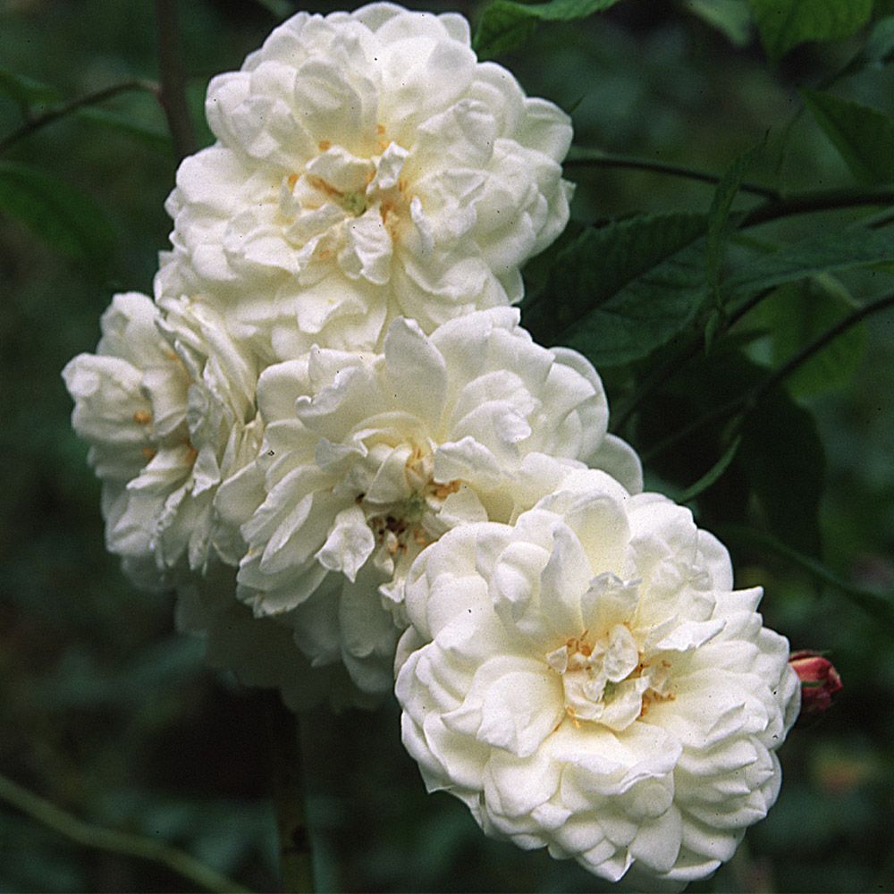 Heirloom Roses - Aimee Vibert Noisette Rose Plant - Live Plants For Garden