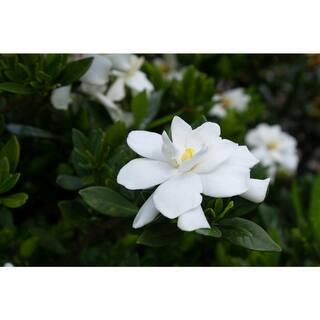 Vigoro 2 Gal. Echo Swan Princess Gardenia Live Evergreen Shrub White Fragrant Blooms 11035