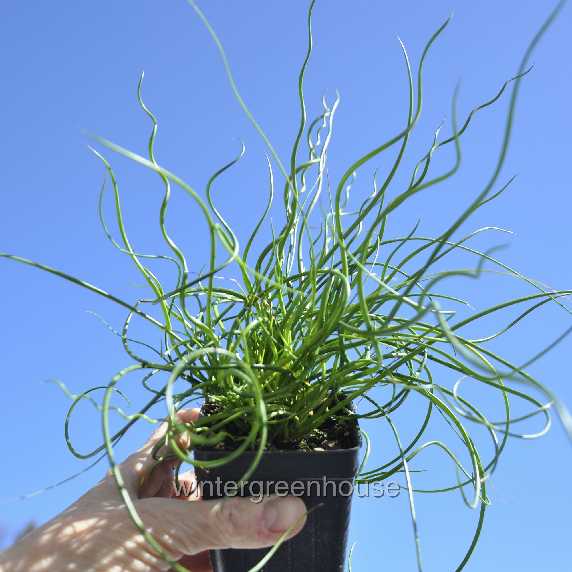 Juncus Effusus Spiralis， Corkscrew Rush - Pot Size: 3