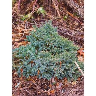 Online Orchards 1 Gal. Blue Star Juniper Shrub Turquoise and Silver Low Maintenance Dwarf Conifer Drought Tolerant CFJP003