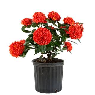 Costa Farms 3 Gal. Ixora Maui Shrub with Red 1.70GIXORMAURED