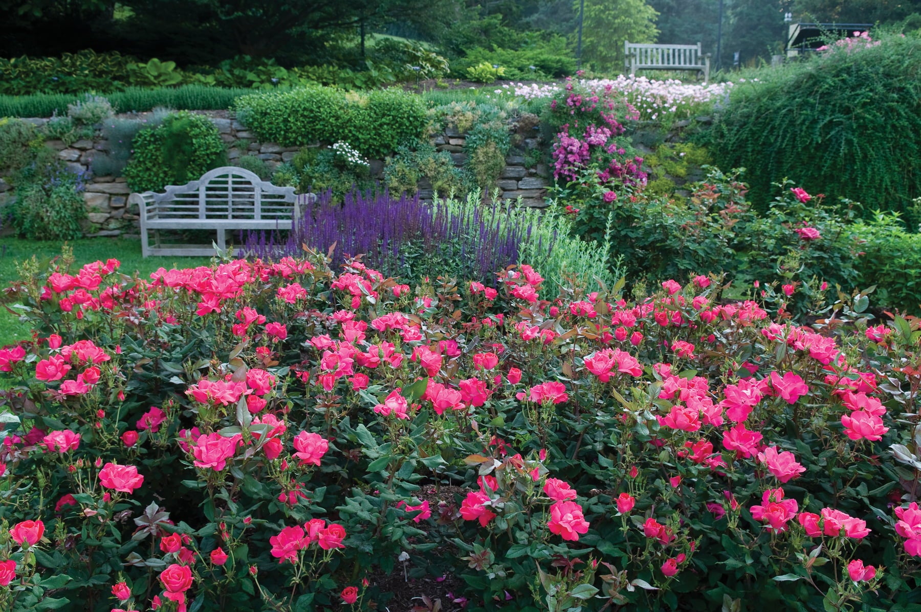 Bareroot Red Knock Out® Rose with Red Blooms - Live Plants - 2 Piece