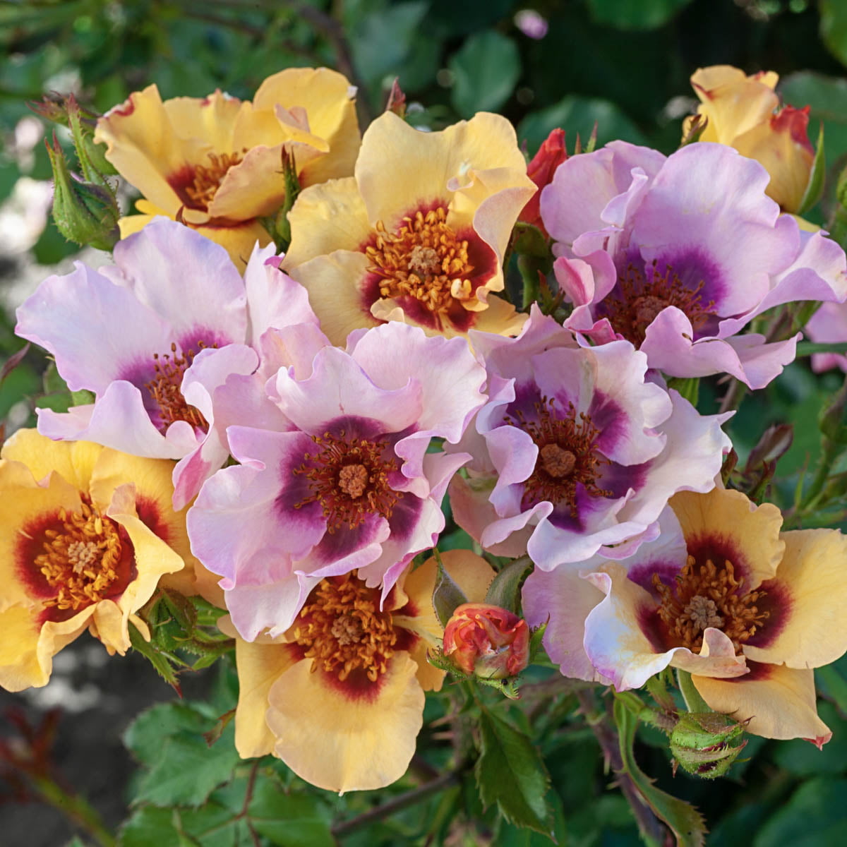 In Your Eyes Dormant Bare Root Shrub Rose， Includes one dormant plant per order