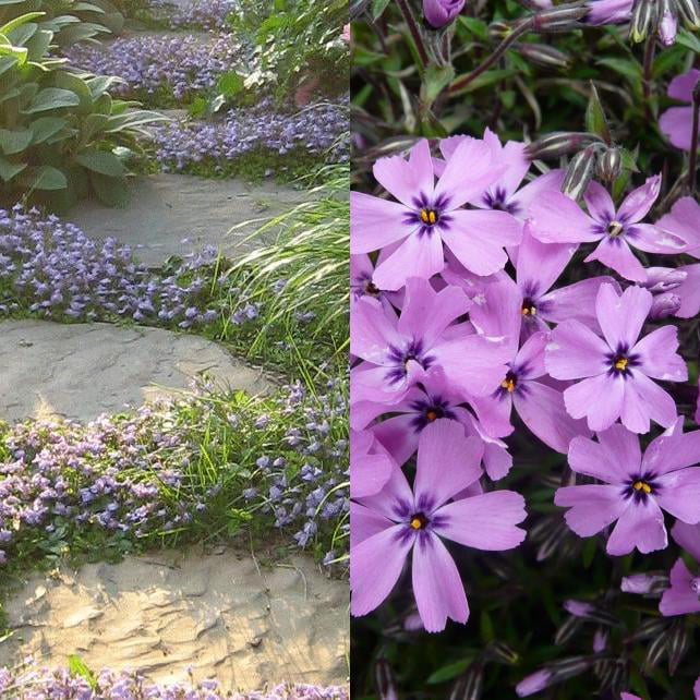 Classy Groundcovers - A collection of Purple Blooming Plants for Sun that Deer Avoid: 25 Mazus reptans + 25 Phlox subulata 'Purple Beauty'