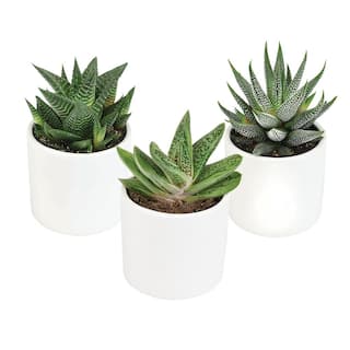 SMART PLANET 3Pk 2.5 in. Lolite Haworthia and Gasteria Succulents in Matte White Cylindrical Decco Pot 0880096