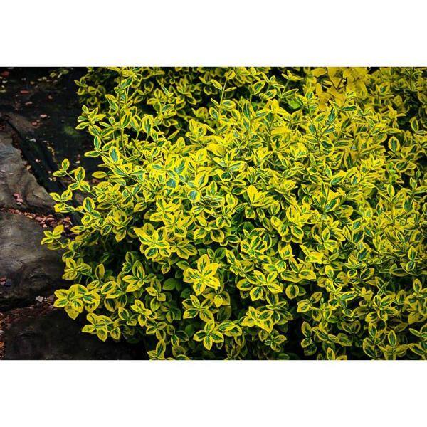 Online Orchards 1 Gal. Goldentipped Wintercreeper Euonymus Shrub Evergreen Emerald Leaves Trimmed with Gold Edges SBEU001