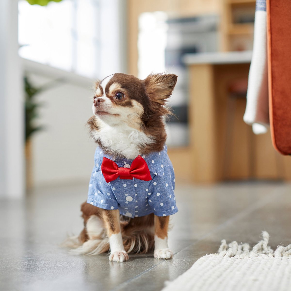 Frisco Polka Dot Chambray Dog and Cat Button Up Shirt