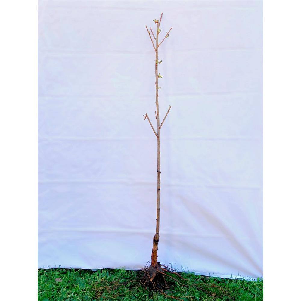 Online Orchards 3 ft. - 4 ft. Tall Bare-Root Corkscrew Willow Tree SHWI003