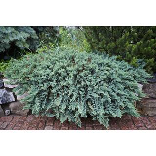 BELL NURSERY 1 Gal. Blue Rug Creeping Juniper Live Evergreen Shrub (3-Pack) JUNIP1HWI3PK