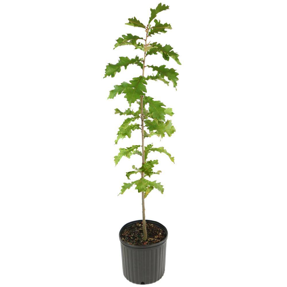 national PLANT NETWORK 2.25 Gal. Swamp White Oak Tree HD7092