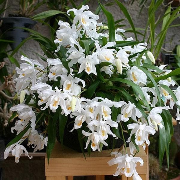 Angel Orchid, Crested Coelogyne - Plant