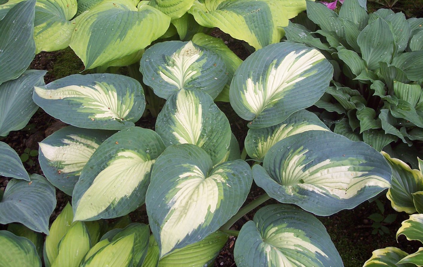 1 Gallon， Shadowland Hudson Bay (Hosta) Live Plant， Variegated Foliage and Purple Flowers