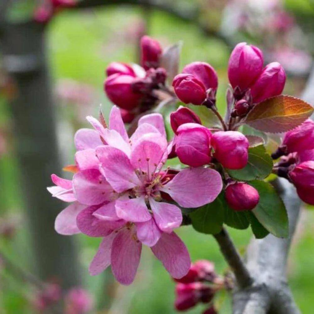 7 Gal. Profusion Crabapple Flowering Deciduous Tree with Pink Flowers CRAPRO07G