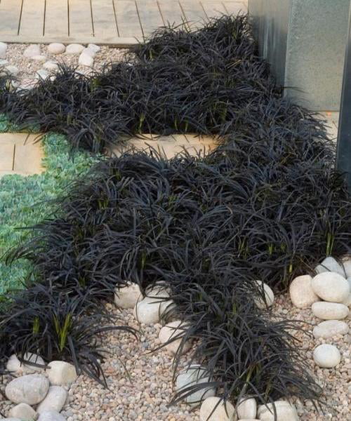 Classy Groundcovers - Ophiopogon planiscapus 'Arabicus'  {25 Pots - 3 1/2 inch Square}