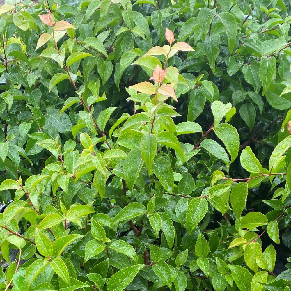 Alder  Oak 5 container Compact Shiny Xylosma Evergreen shrub (2-pack) XYCO05
