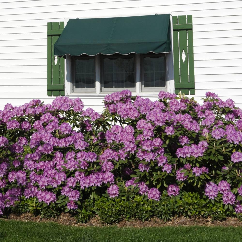 Lavender Rhododendron Shrub