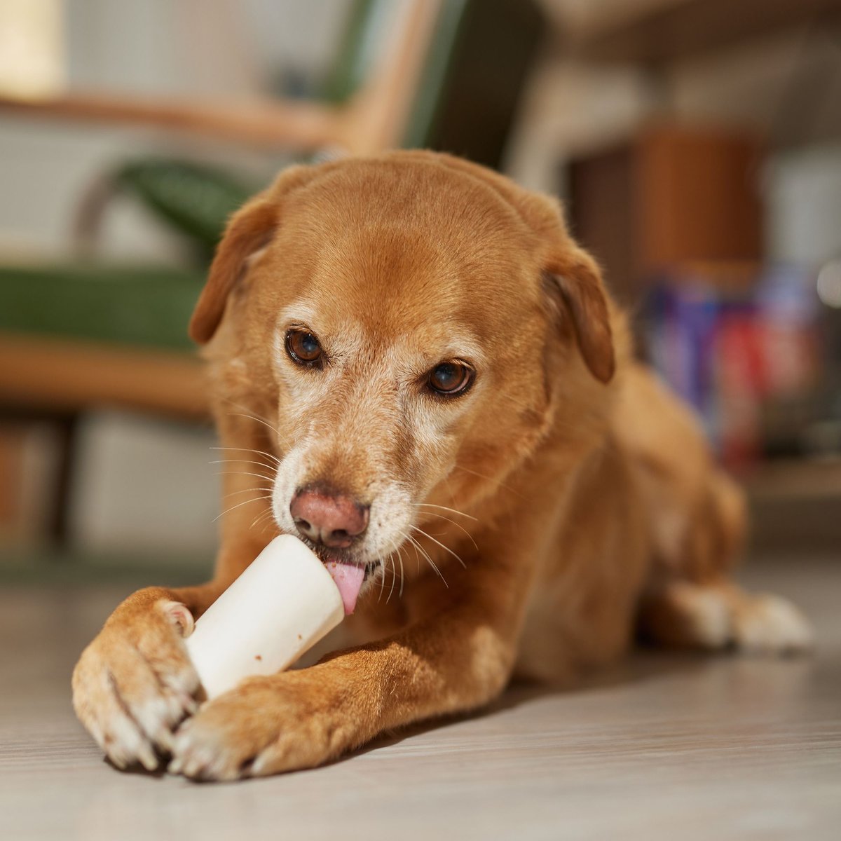 Bones and Chews USA Lamb Flavored Filled Bone Dog Treats