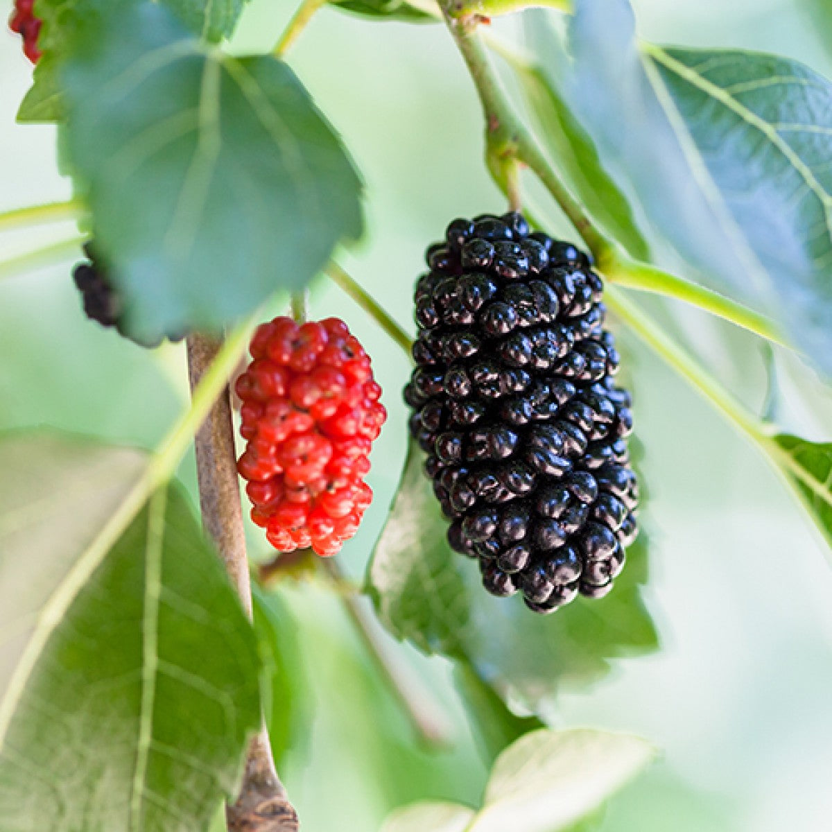 Everbearing Mulberry Tree - Live Plant in a 6 inch Pot - Edible Fruit Tree for The Patio and Garden