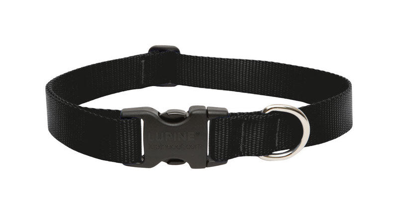 DOG COLLAR 12-20