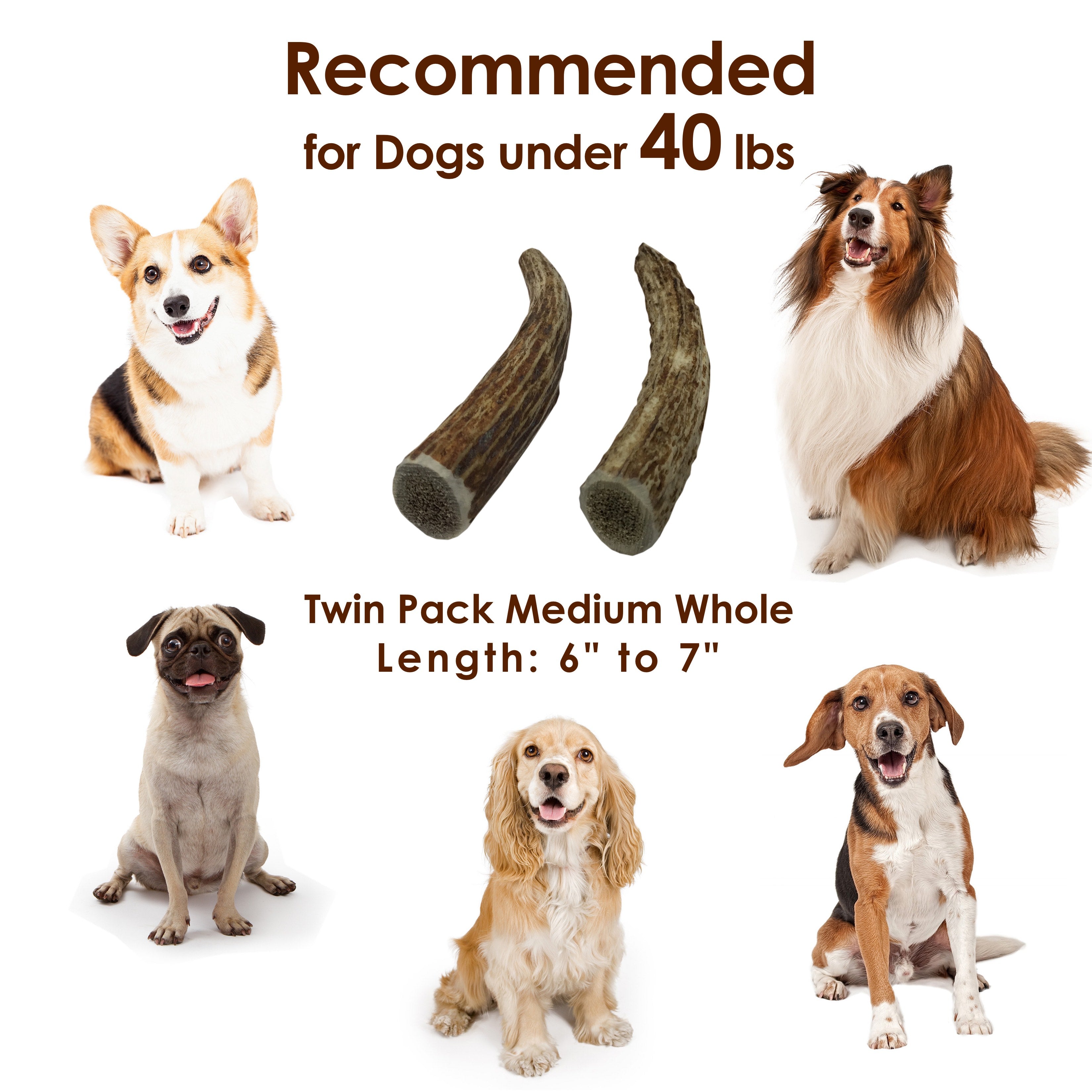 Deluxe Naturals Elk Antler Dog Chew Twin Pack， Medium Whole Antlers