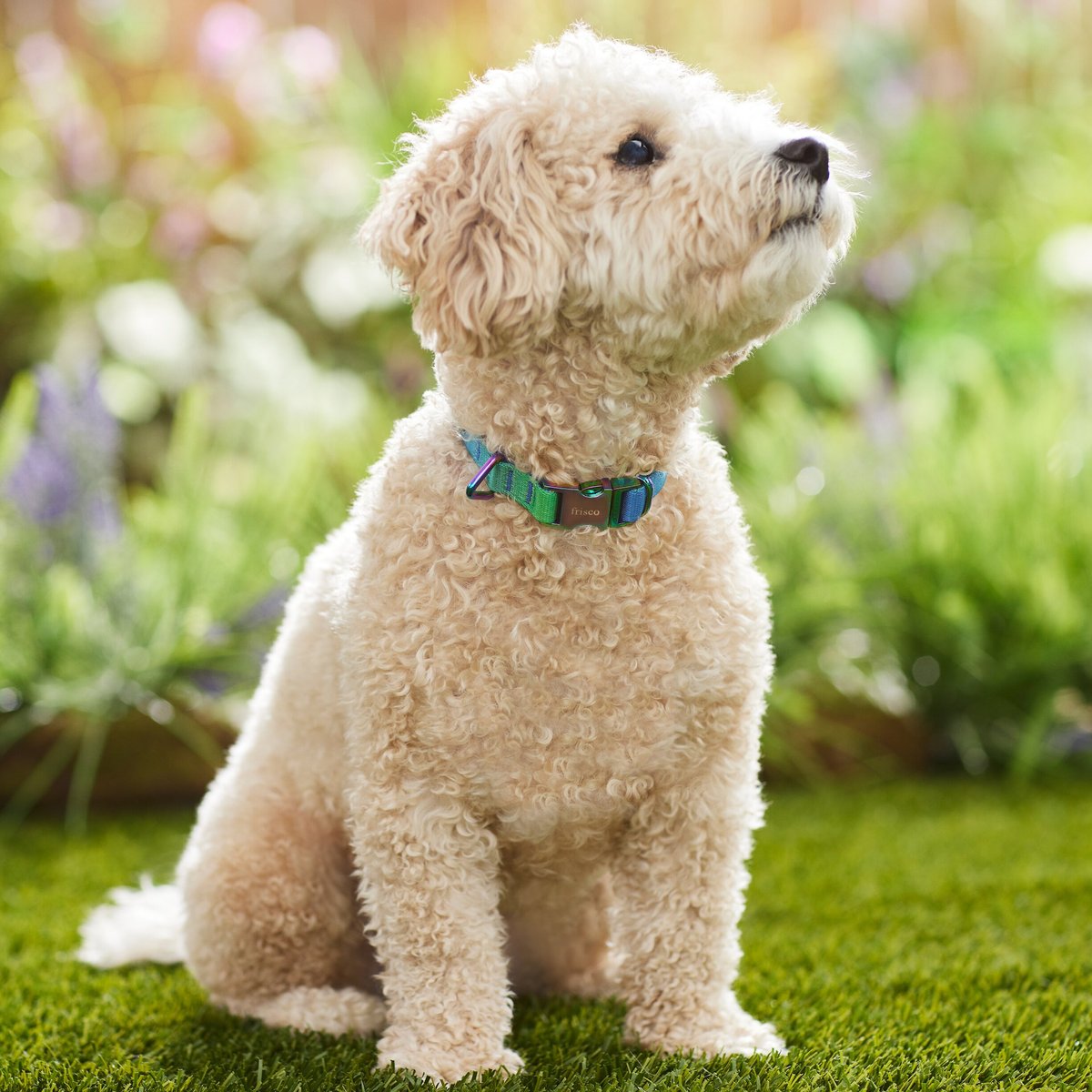 Frisco Green Ombre Style Dog Collar