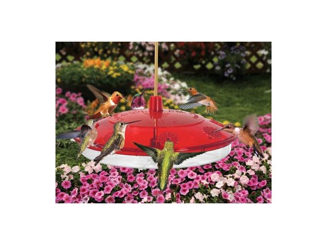 Droll Yankees Happy Eight 2 Hummingbird Feeder (Red)