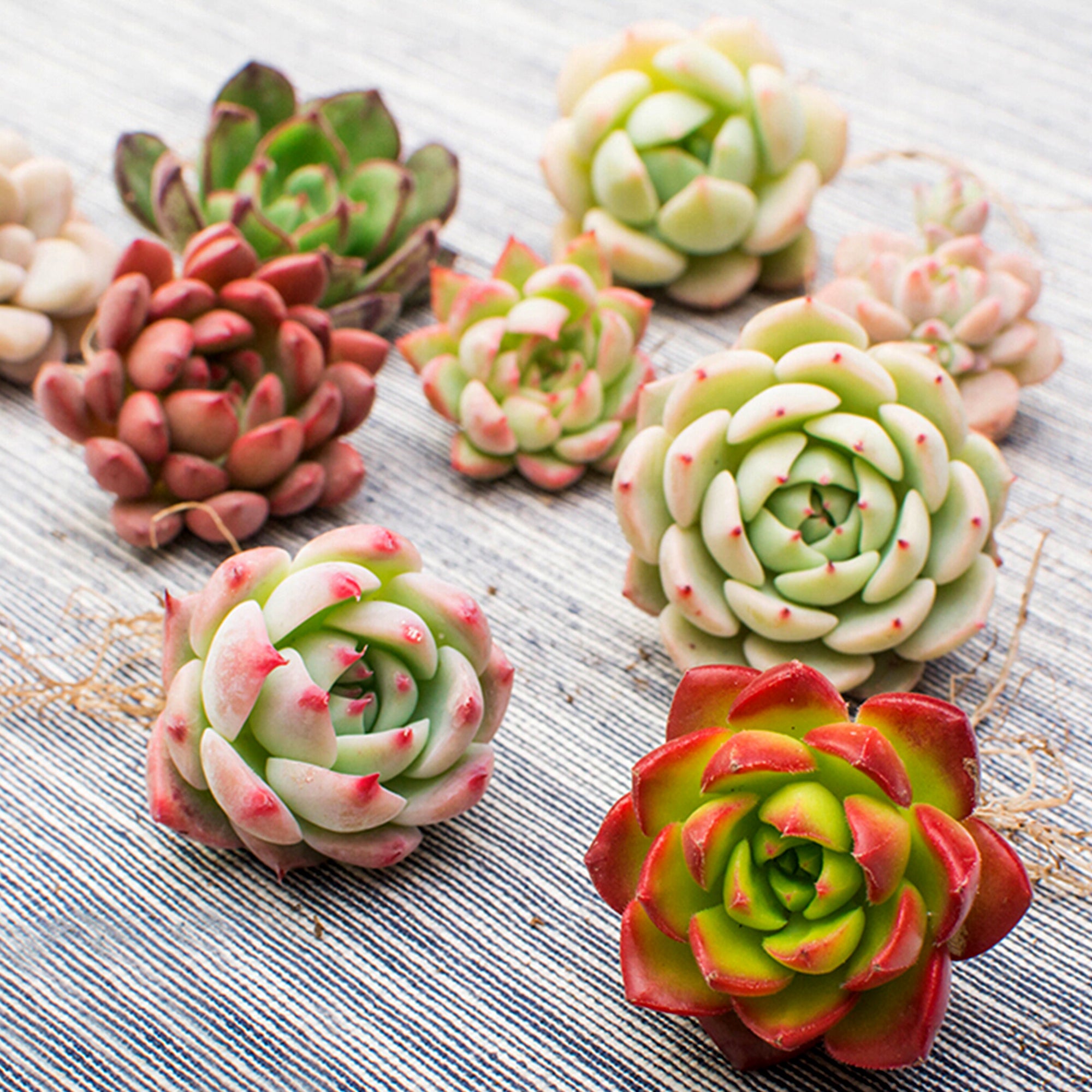 7-Pack Succulent Plants， 2