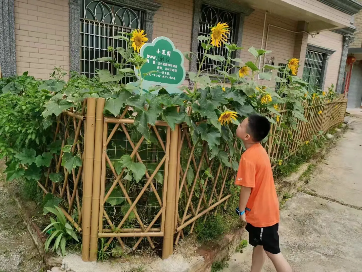 High quality low price Factory supply China powder coated Green/yellow garden bamboo fence for hot sale