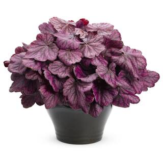 PROVEN WINNERS 0.65 Gal. Primo Wild Rose Coral Bells (Heuchera) Live Plant Deep Purple Foliage HEUPWP2527103