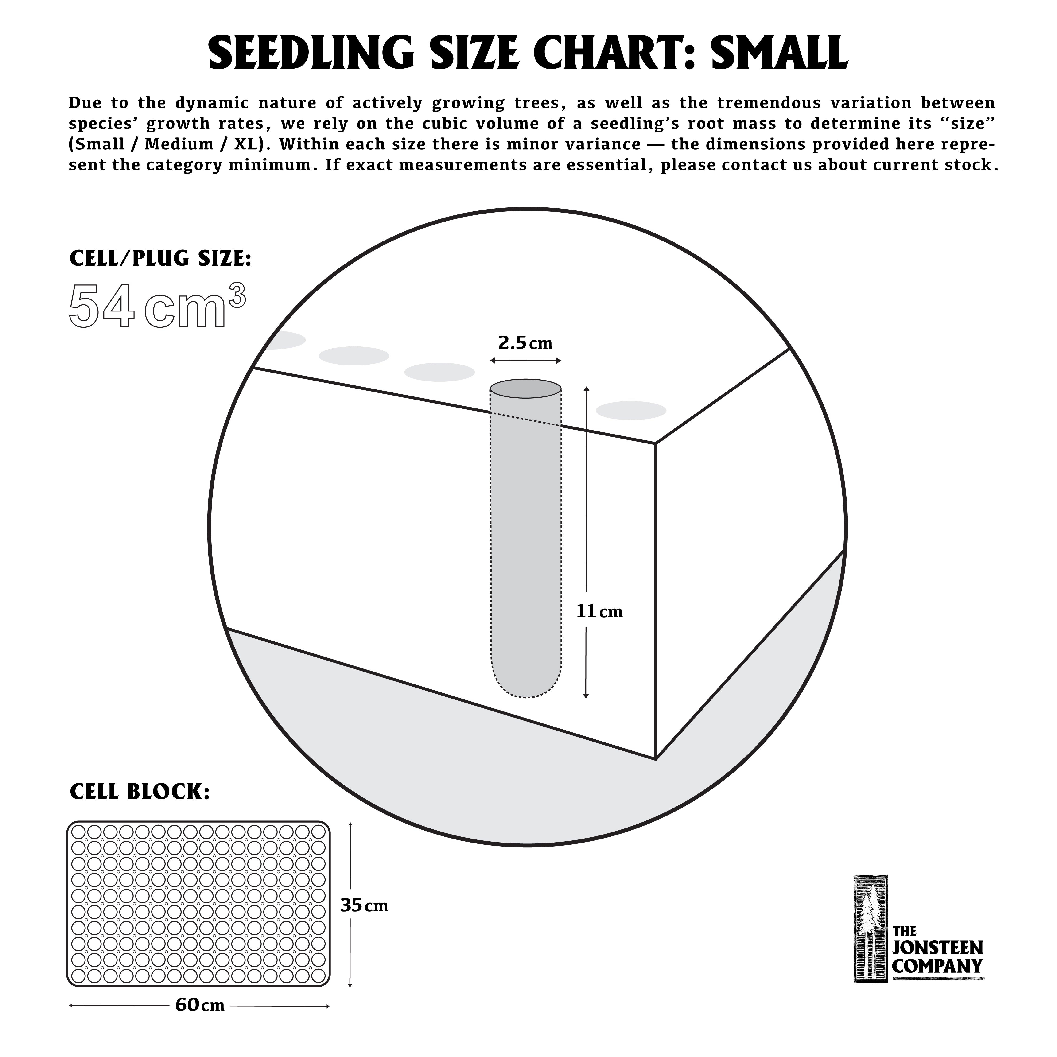 Mugo Pine | Small Tree Seedling | The Jonsteen Company