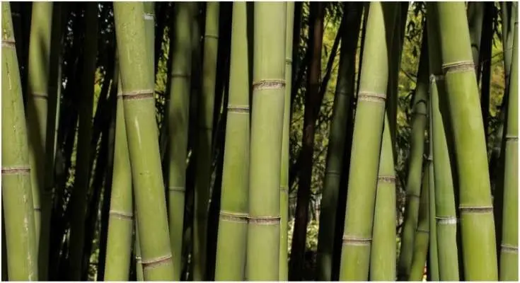 SUPPLYING OF BEST BAMBOO CANES FROM VIET NAM (WHATSAPP +84 845 639 639)