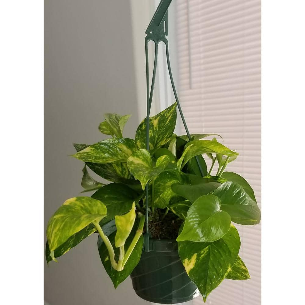 Golden Pothos Plant in 6 in. Hanging Basket (2-Pack) 2PkHBGldP