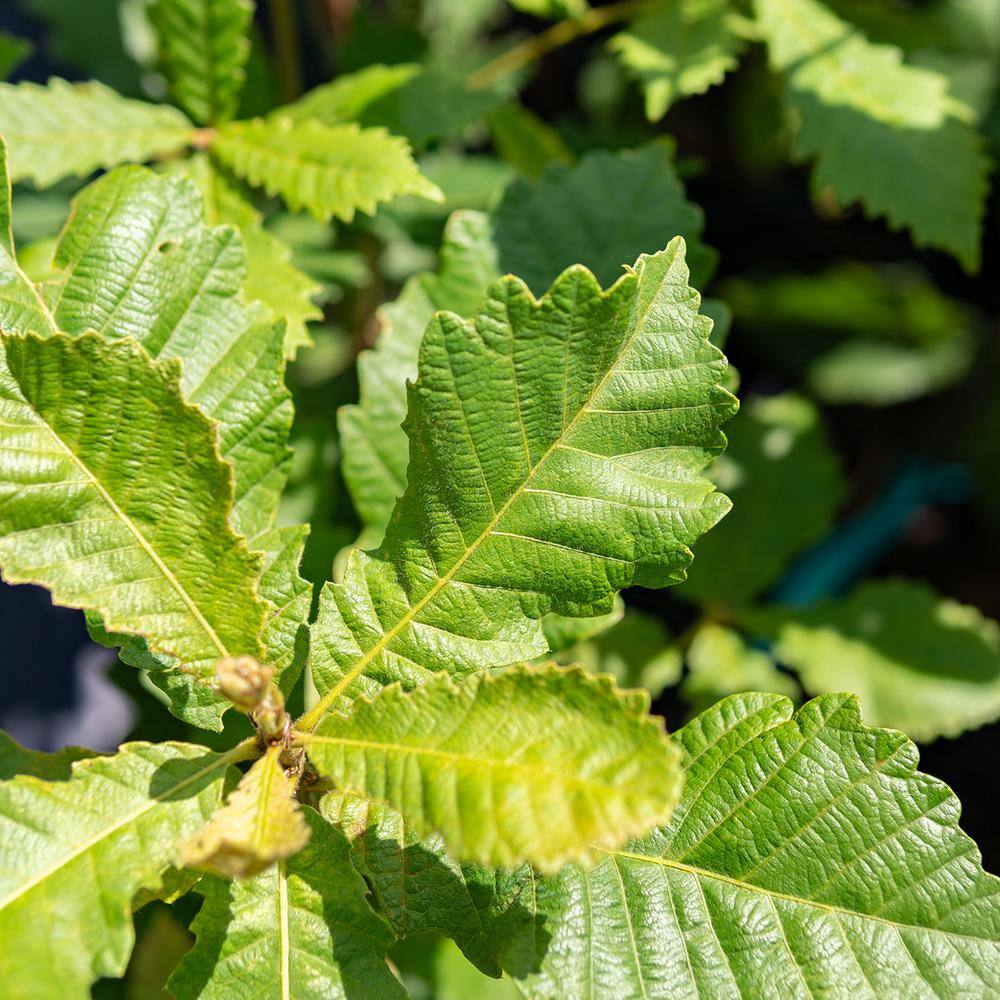 Perfect Plants Swamp Chestnut Oak Tree in 1 Gal. a Grower's Pot Large Acorns Attract Deer THD10038