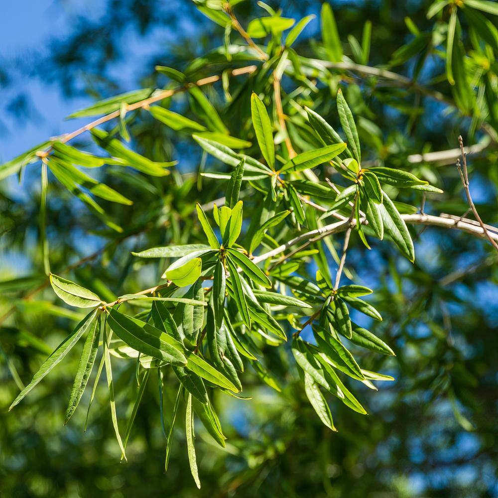 national PLANT NETWORK 2.25 Gal. Deciduous Willow Oak Tree HD7096