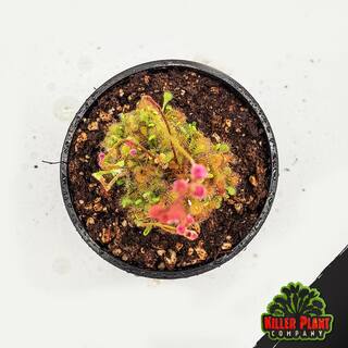 KILLER PLANT COMPANY Sundew - Drosera Spathulata - Carnivorous Plant 1