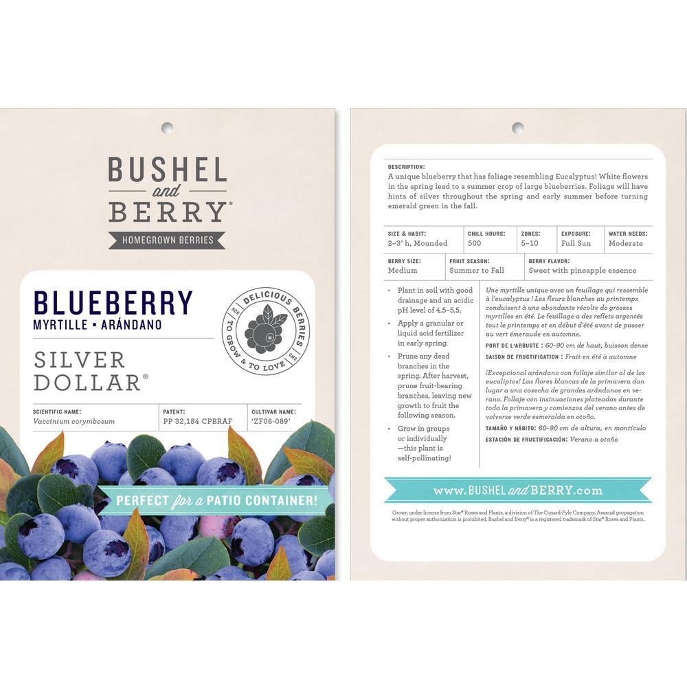 BUSHEL AND BERRY 2 Gal. Bushel and Berry Silver Dollar Blueberry Live Plant with Sweet Pineapple Flavored Berries O891402