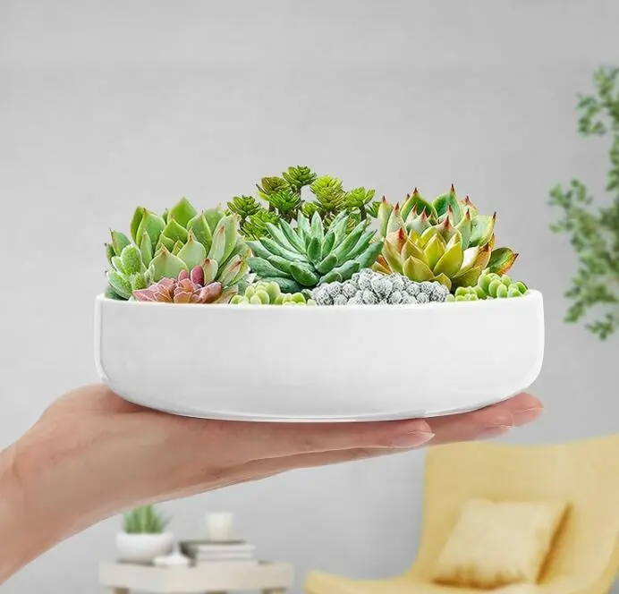 W925 Wholesale Succulent Pots Cactus Oval 6 inch White Ceramic Flower Planter Pot with Bamboo Tray Pack of 2 Set