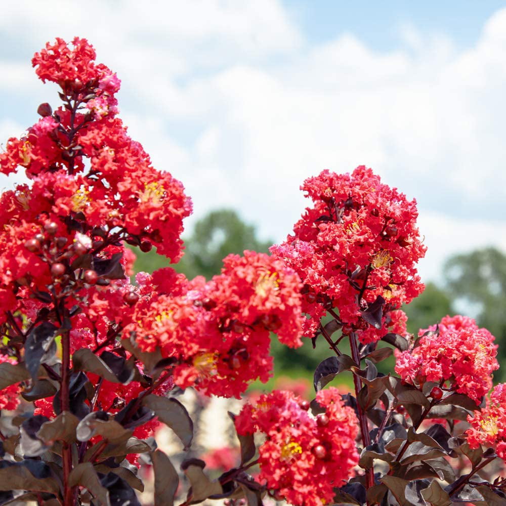 3 Gal. Black Diamond Best Red Crape Myrtle  - Unique Foliage， Bright Red Blooms