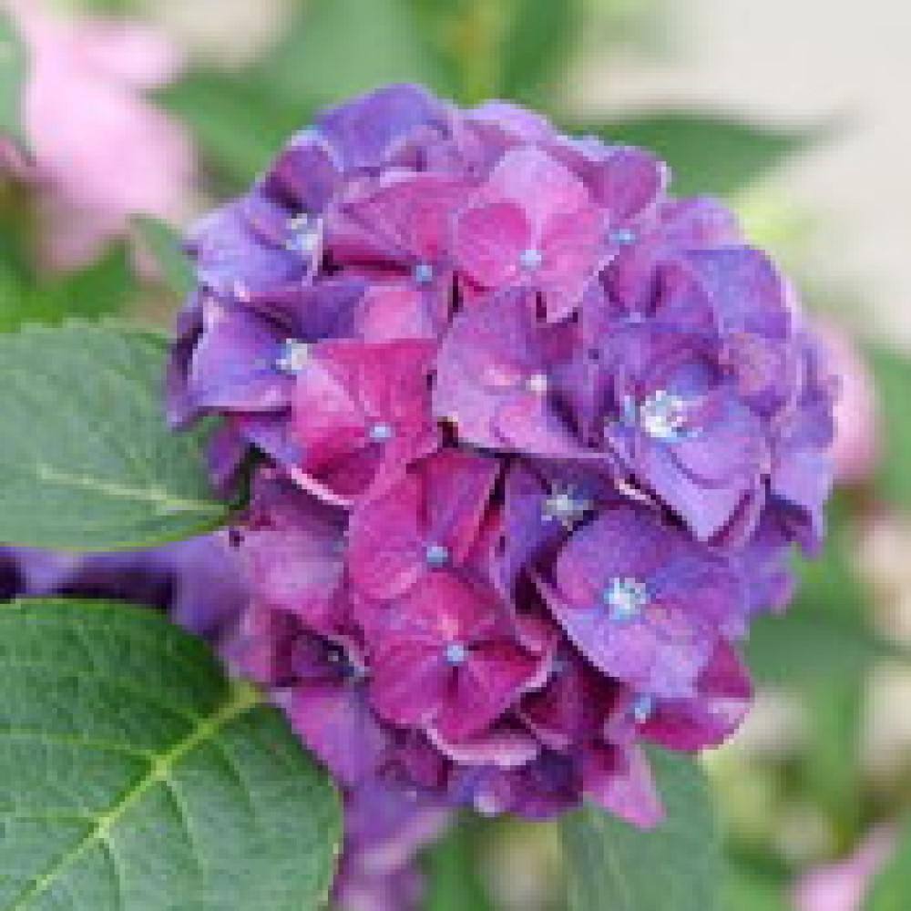 PROVEN WINNERS 3 Gal. Wee Bit Grumpy Bigleaf Hydrangea (Hydrangea macrophylla) Live Flowering Shrub Purple or Red Flowers PWHYD3WBG1PK