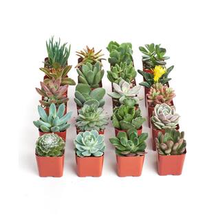 Home Botanicals Unique Succulent Collection (20-Pack) 20-SUC-NO2-2