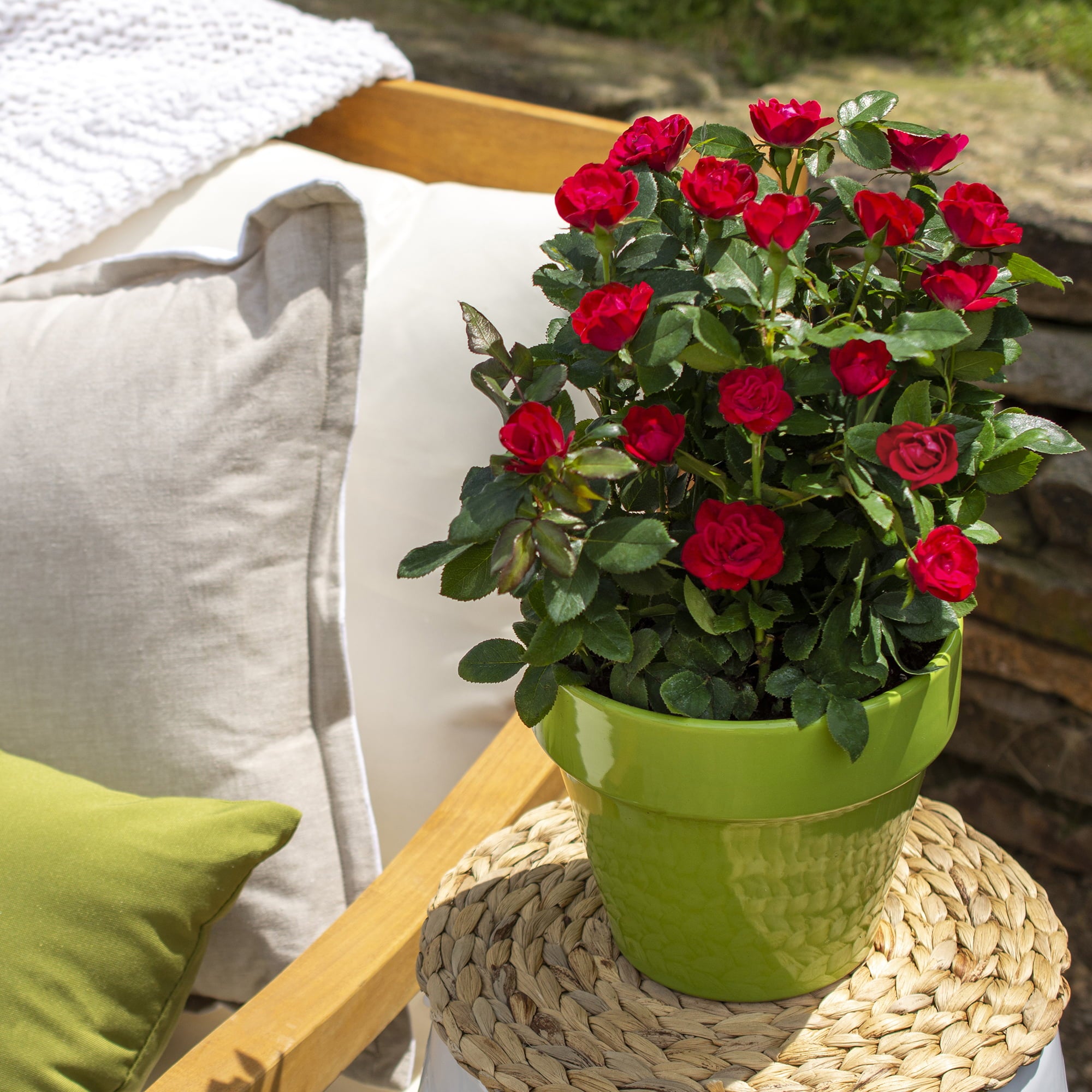 The Petite Knock Out Rose Plant with Fire Engine Red， Non Fading Blooms (2 Quart)