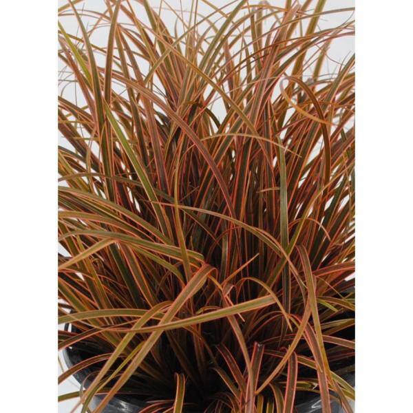 2.5 qt. Perennial Grass Uncinia Rubra Belinda's Find (4-Pack) 1486