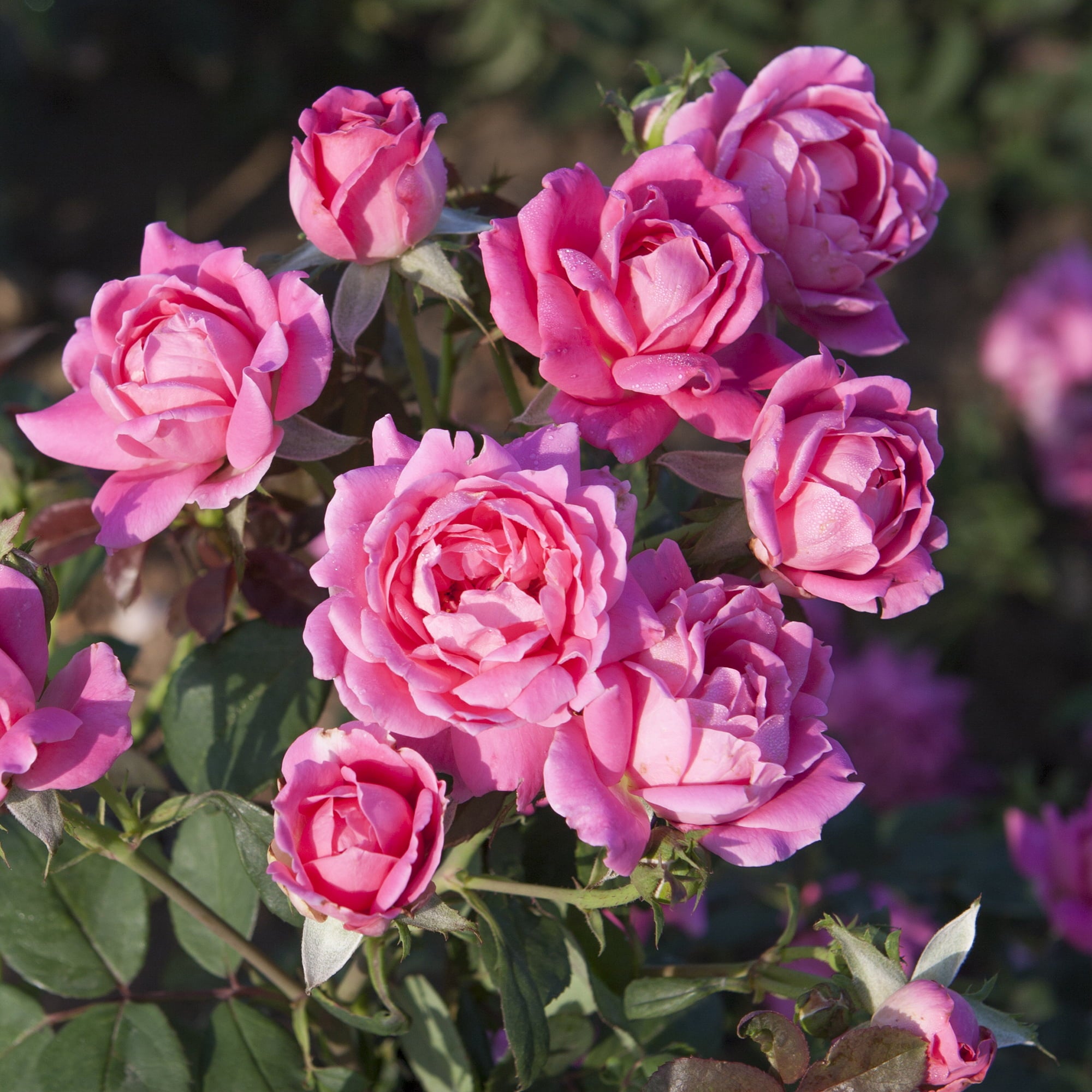 The Pink Double Knock Out® Rose Live Plant with Bright Pink Blooms (1 Gallon)