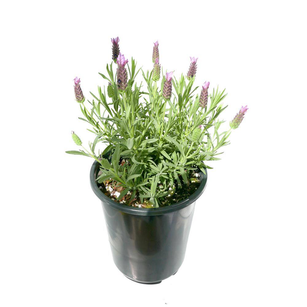 2.5 qt. Perennial Lavender stoechas Spanish Purple (4-Pack) 2206