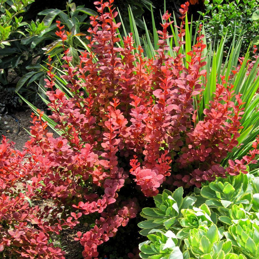 SOUTHERN LIVING 2 Gal. Orange Rocket Barberry Live Deciduous Shrub Coral to Ruby Red Foliage 04332