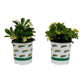 Vigoro 2.5 Qt. Crown of Thorns Plant Yellow Flowers in 6.33 In. Grower's Pot (2-Plants) DC1GCROWNYELL2