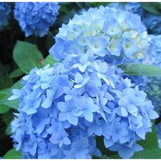 BELL NURSERY 3 Gal. Early Blue Hydrangea Live Flowering Shrub with Blue Flowers HYDGA3MEB1PK