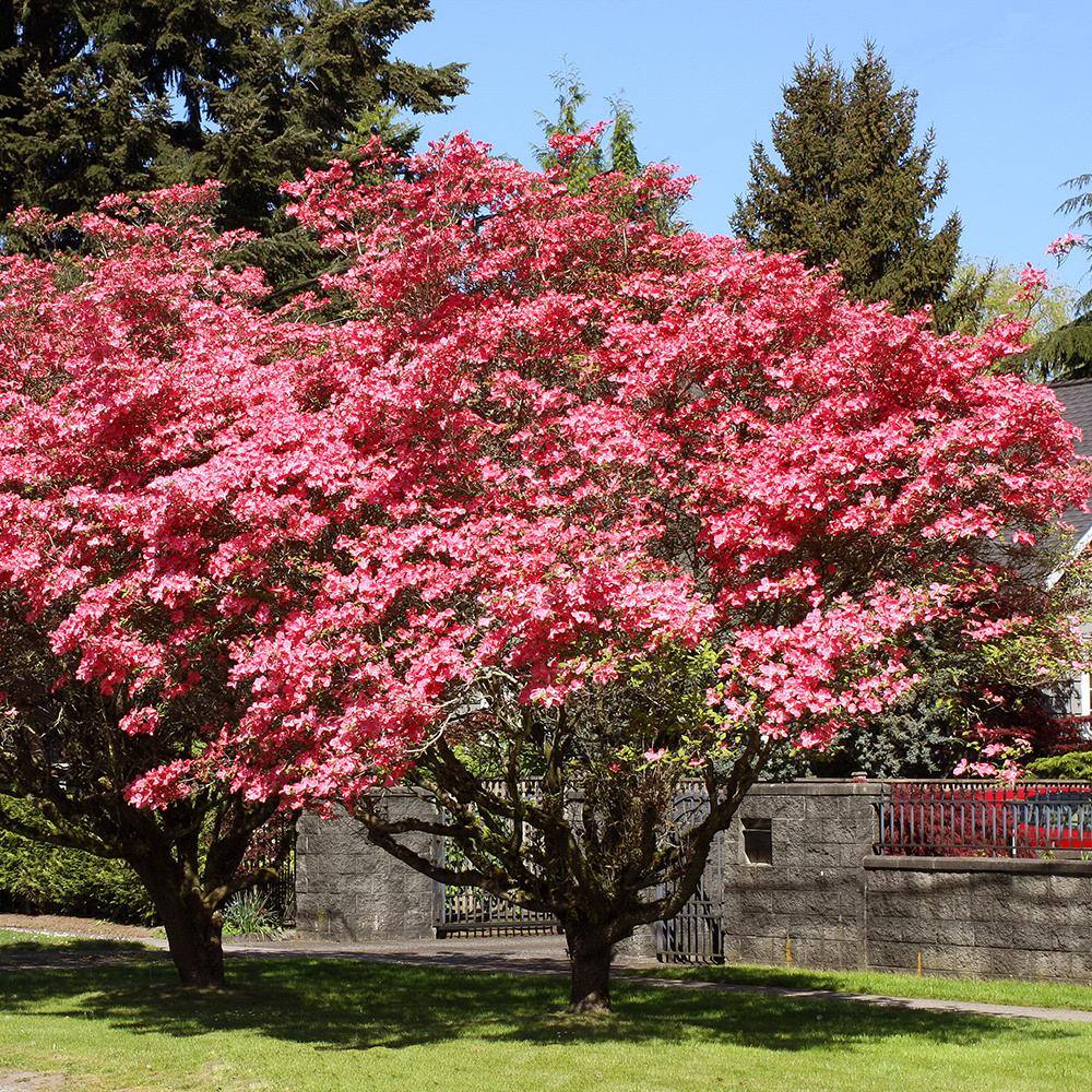 3 Gal. Red Flowering Deciduous Dogwood Tree DOGRED03G